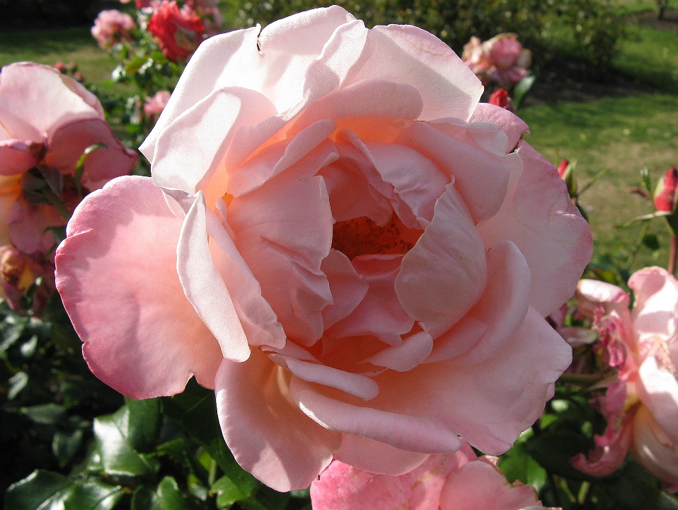 Aotearoa Rose 1